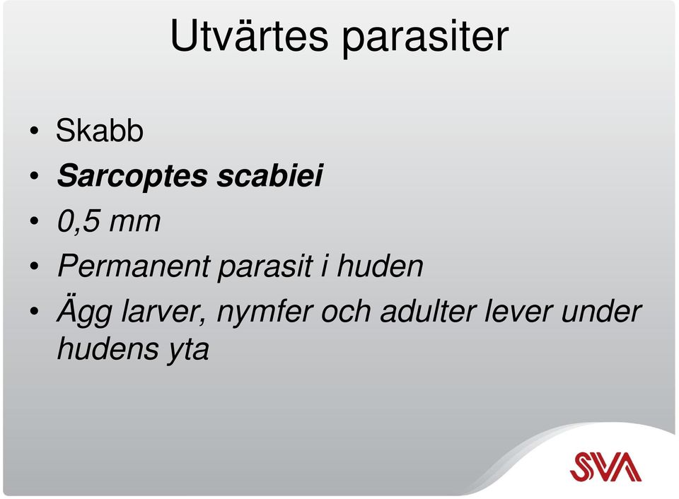 Permanent parasit i huden Ägg