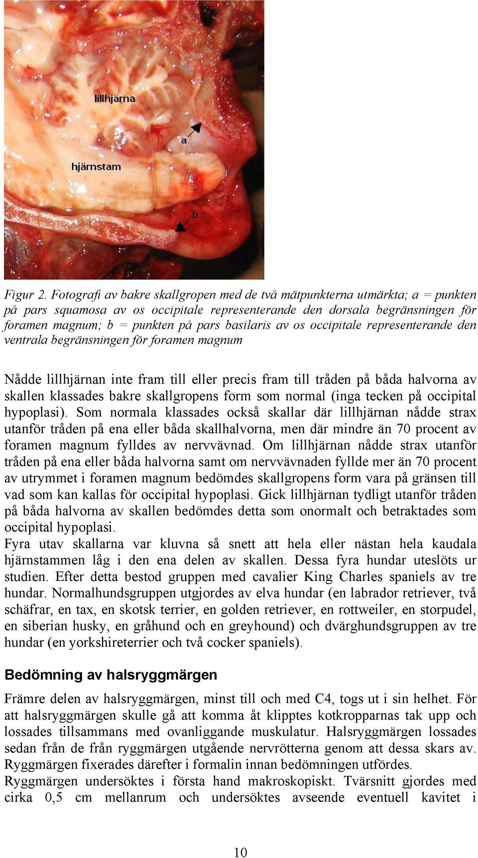 basilaris av os occipitale representerande den ventrala begränsningen för foramen magnum Nådde lillhjärnan inte fram till eller precis fram till tråden på båda halvorna av skallen klassades bakre