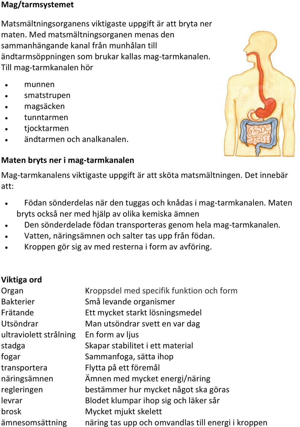 Till mag-tarmkanalen hör munnen smatstrupen magsäcken tunntarmen tjocktarmen ändtarmen och analkanalen.