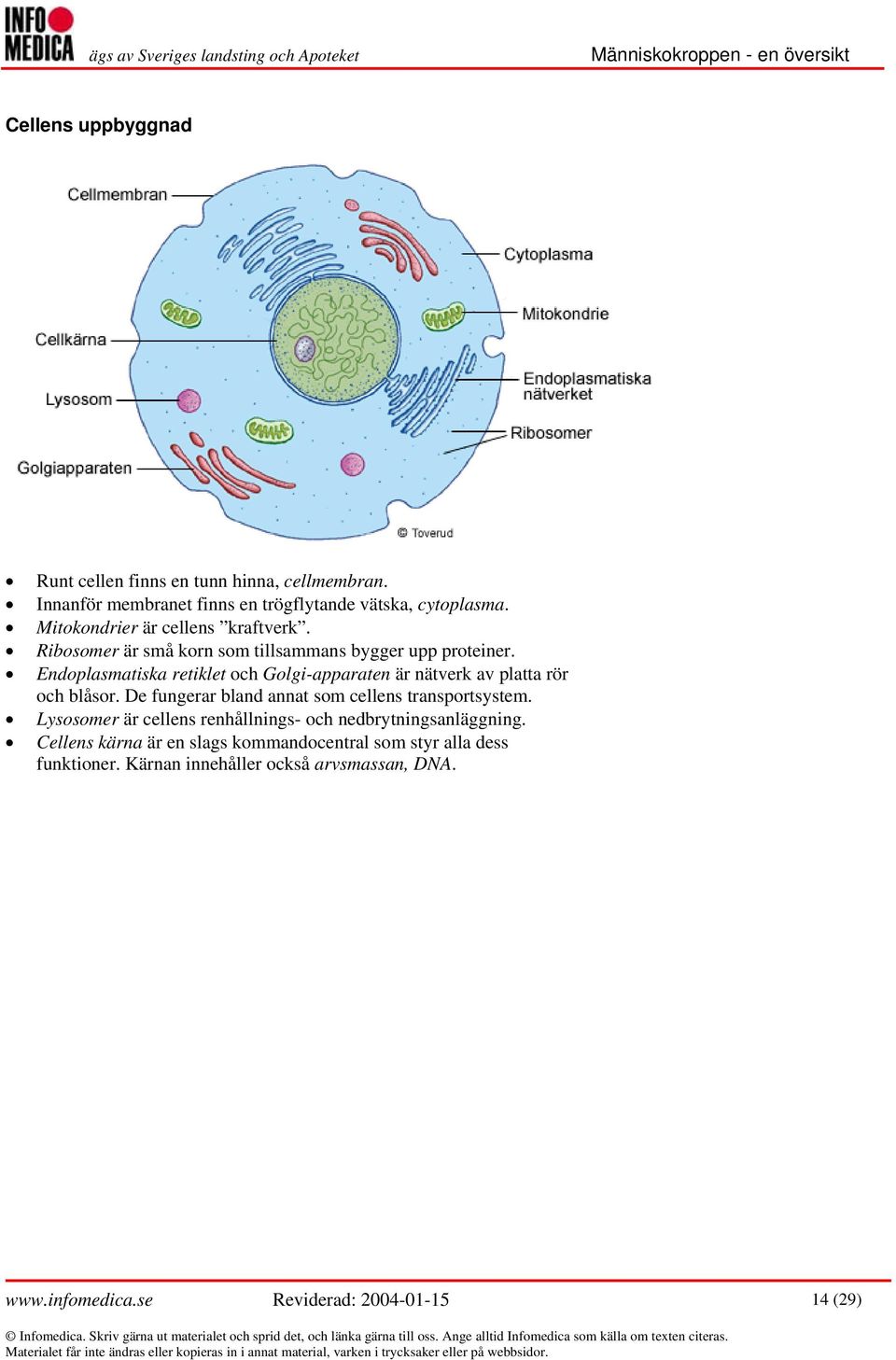 Endoplasmatiska retiklet och Golgi-apparaten är nätverk av platta rör och blåsor. De fungerar bland annat som cellens transportsystem.