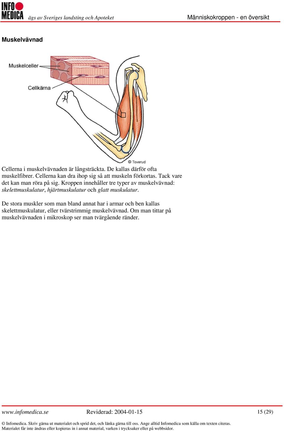 Kroppen innehåller tre typer av muskelvävnad: skelettmuskulatur, hjärtmuskulatur och glatt muskulatur.