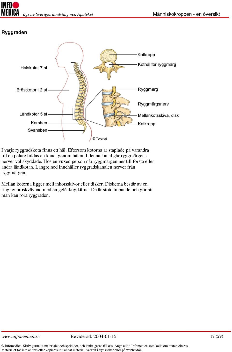 Längre ned innehåller ryggradskanalen nerver från ryggmärgen. Mellan kotorna ligger mellankotsskivor eller disker.