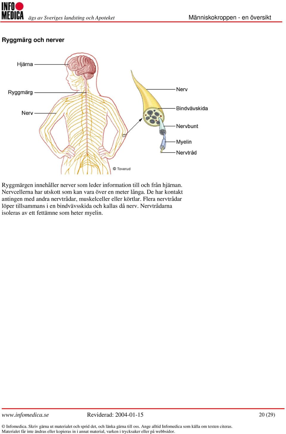 De har kontakt antingen med andra nervtrådar, muskelceller eller körtlar.