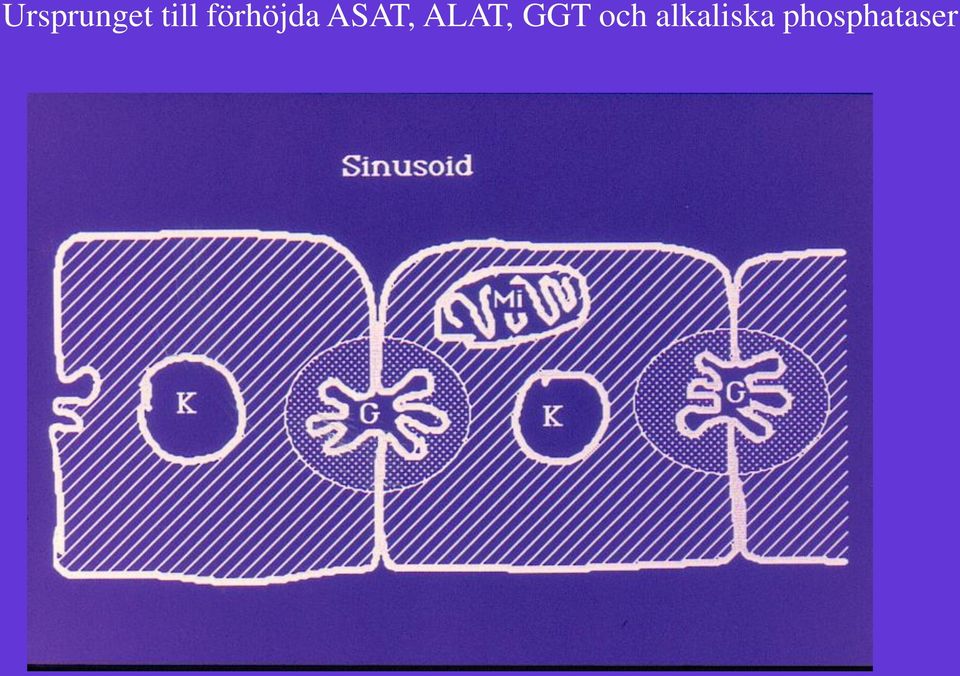 ALAT, GGT och