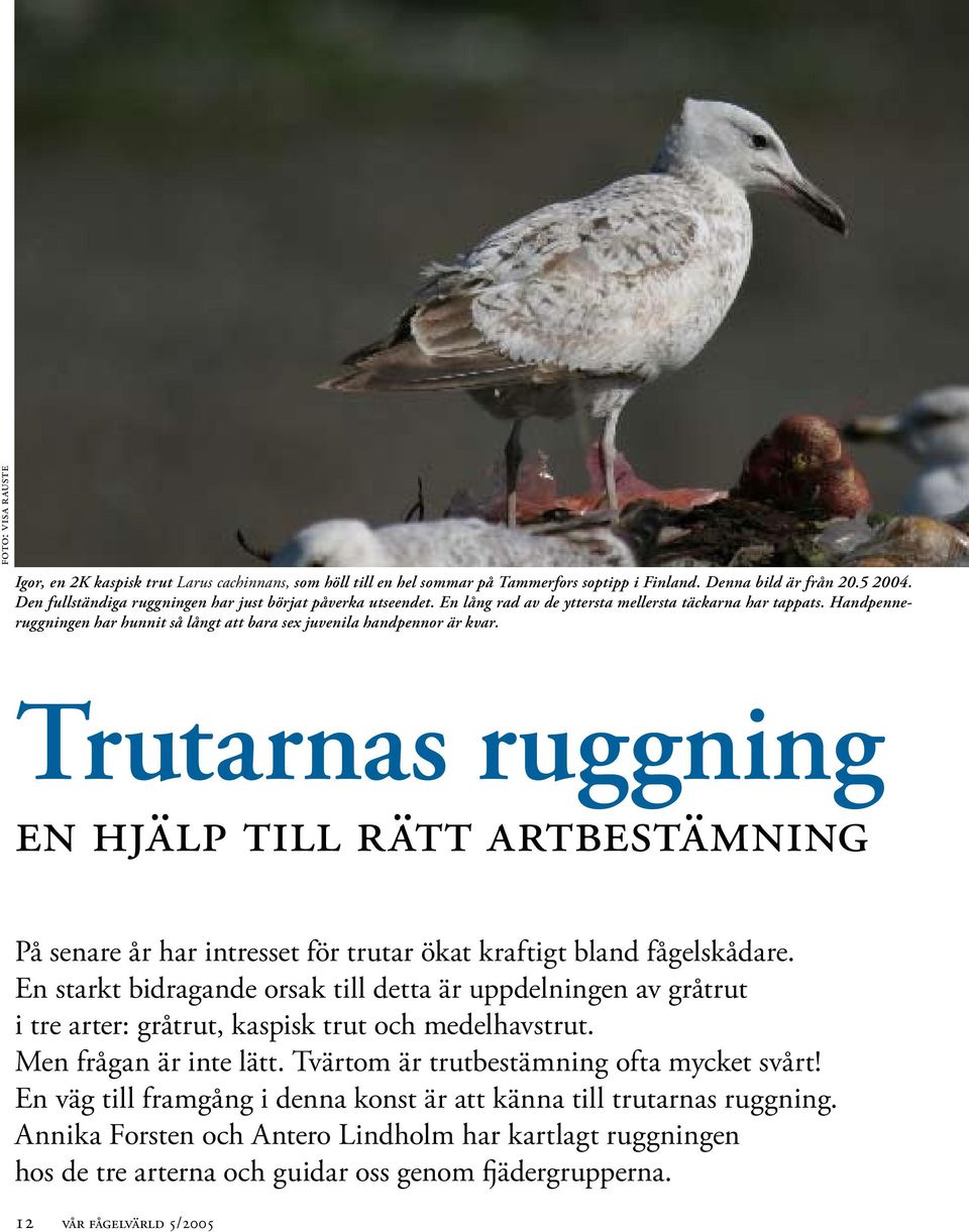 Handpenneruggningen har hunnit så långt att bara sex juvenila handpennor är kvar.