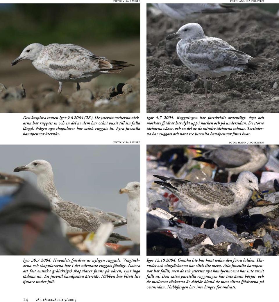 Nya och mörkare fjädrar har dykt upp i nacken och på undersidan. De större täckarna växer, och en del av de mindre täckarna saknas. Tertialerna har ruggats och bara tre juvenila handpennor finns kvar.