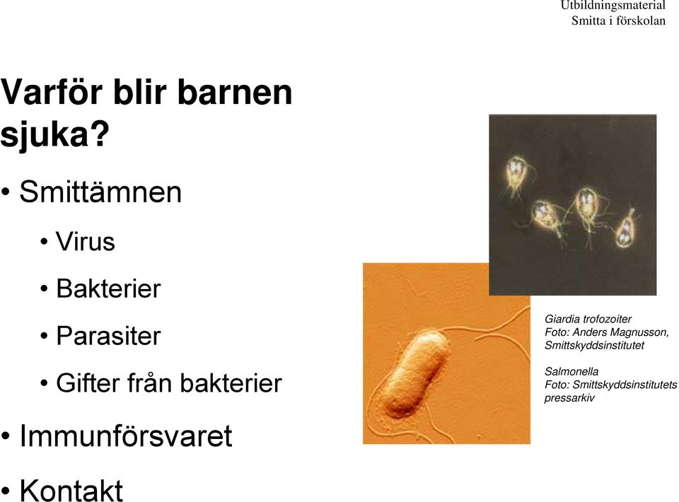 Immunförsvaret Kontakt Giardia trofozoiter Foto: Anders