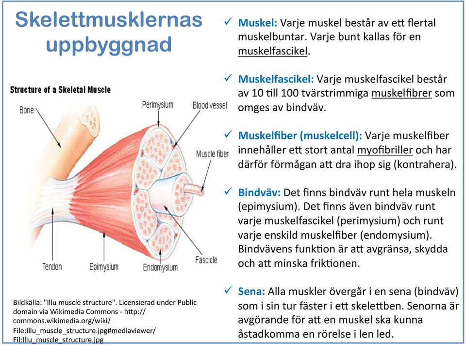 ü Muskelfiber (muskelcell): Varje muskelfiber innehåller e% stort antal myofibriller och har därför förmågan a% dra ihop sig (kontrahera). ü Bindväv: Det finns bindväv runt hela muskeln (epimysium).