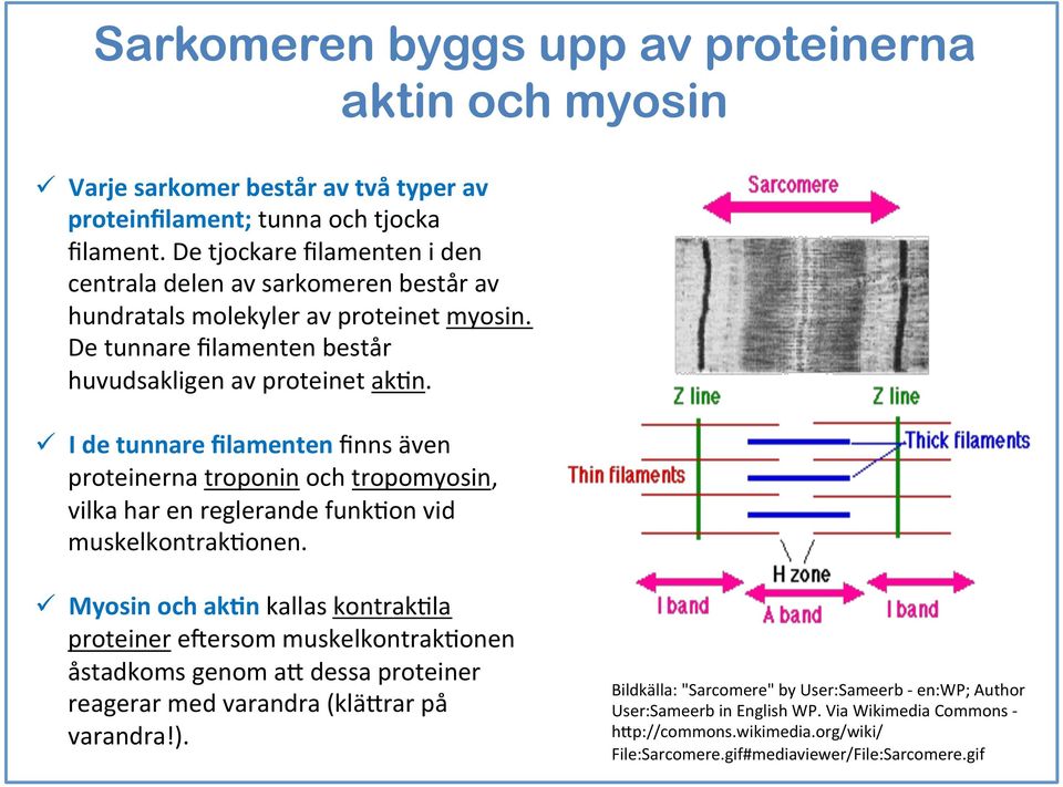 ü I de tunnare filamenten finns även proteinerna troponin och tropomyosin, vilka har en reglerande funkaon vid muskelkontrakaonen.