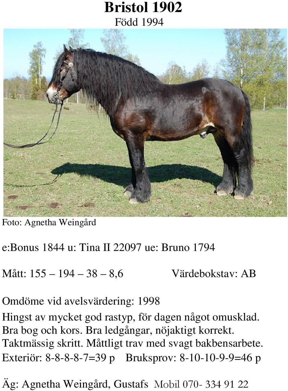 omusklad. Bra bog och kors. Bra ledgångar, nöjaktigt korrekt. Taktmässig skritt.