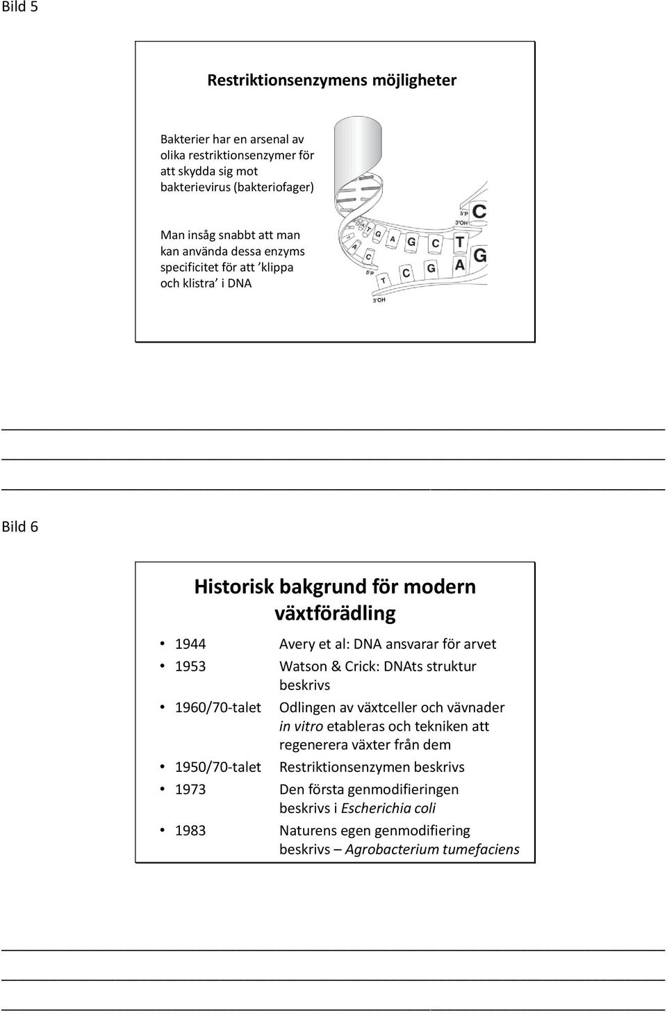 1950/70-talet 1973 1983 Avery et al: DNA ansvarar för arvet Watson & Crick: DNAts struktur beskrivs Odlingen av växtceller och vävnader in vitro etableras och