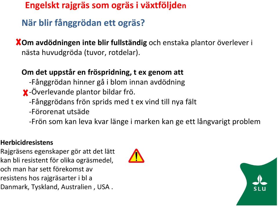 Om det uppstår en fröspridning, t ex genom att -Fånggrödan hinner gå i blom innan avdödning -Överlevande plantor bildar frö.