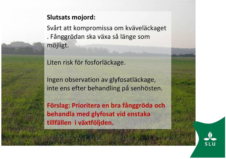 Fånggrödan ska växa sålänge som möjligt. Liten risk för fosforläckage.