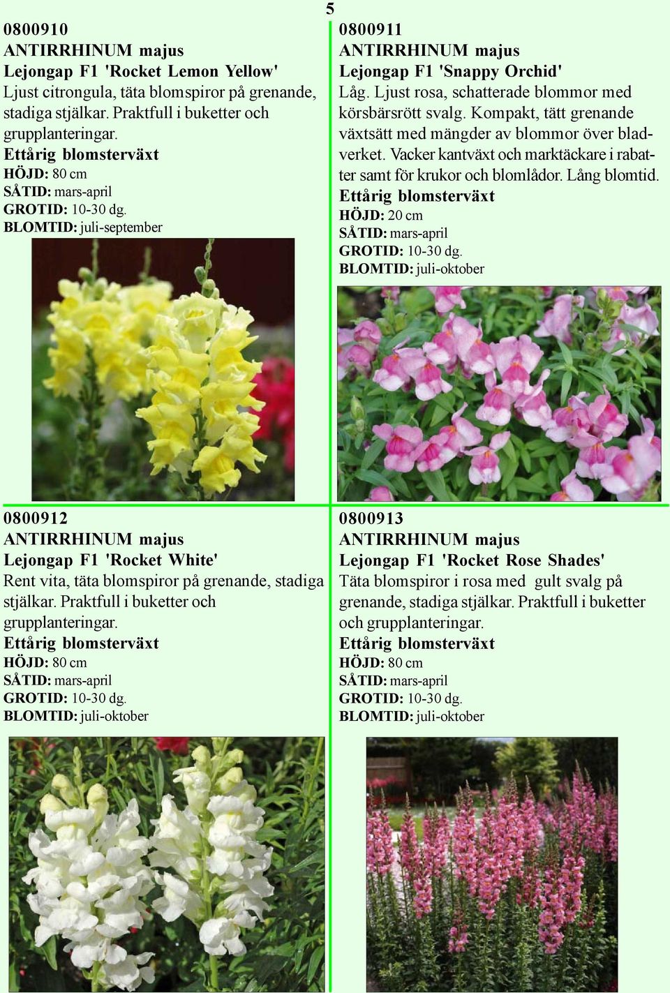 Kompakt, tätt grenande växtsätt med mängder av blommor över bladverket. Vacker kantväxt och marktäckare i rabatter samt för krukor och blomlådor. Lång blomtid.