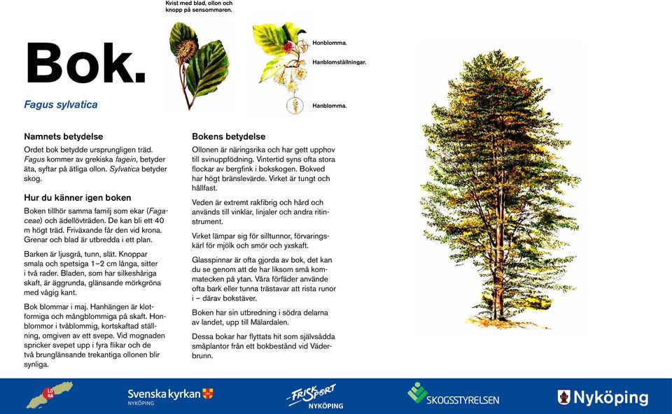 De kan bli ett 40 m högt träd. Friväxande får den vid krona. Grenar och blad är utbredda i ett plan. Barken är ljusgrå, tunn, slät. Knoppar smala och spetsiga 1 2 cm långa, sitter i två rader.