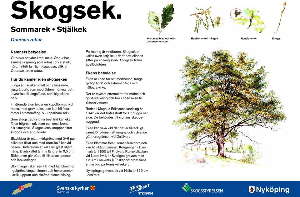 Hur du känner igen skogseken I unga år har eken glatt och glänsande, ljusgrå bark, som med åldern mörknar och utvecklas till längsfårad, sprickig, skorpbark.