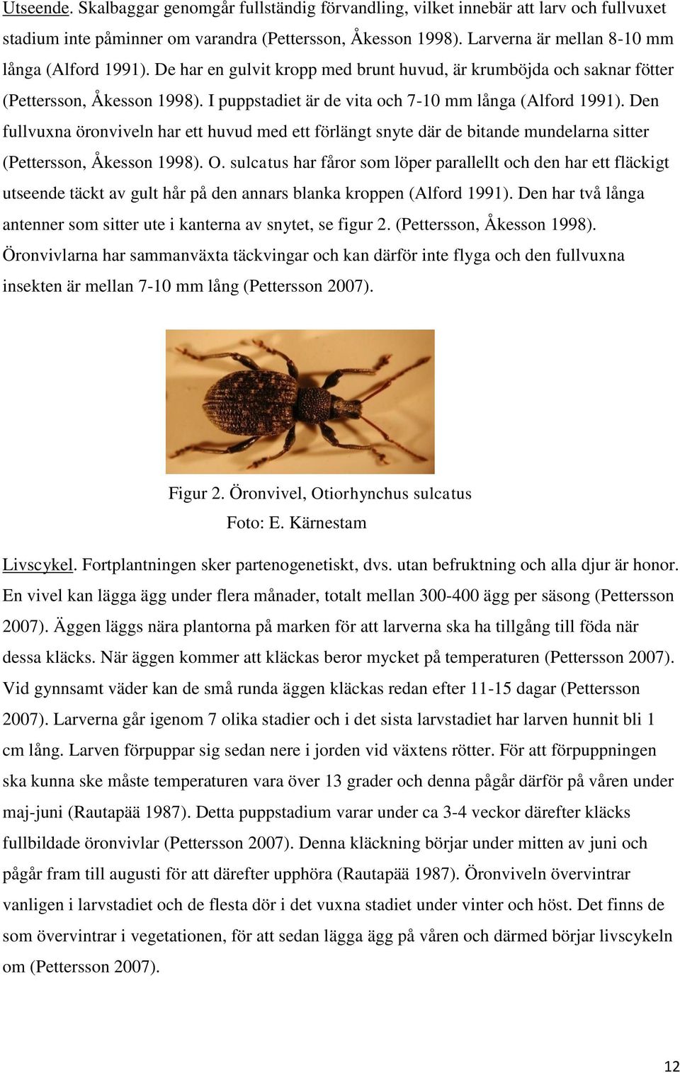 I puppstadiet är de vita och 7-10 mm långa (Alford 1991). Den fullvuxna öronviveln har ett huvud med ett förlängt snyte där de bitande mundelarna sitter (Pettersson, Åkesson 1998). O.