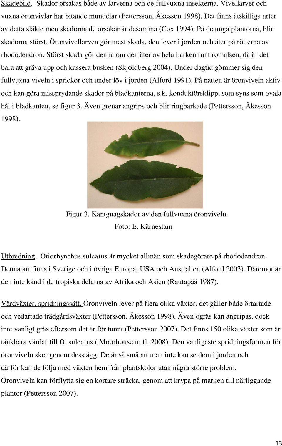 Öronvivellarven gör mest skada, den lever i jorden och äter på rötterna av rhododendron.