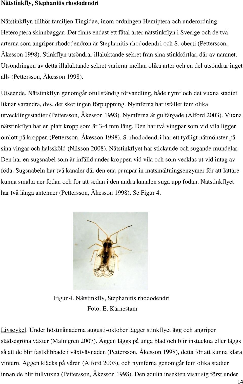 Stinkflyn utsöndrar illaluktande sekret från sina stinkkörtlar, där av namnet.