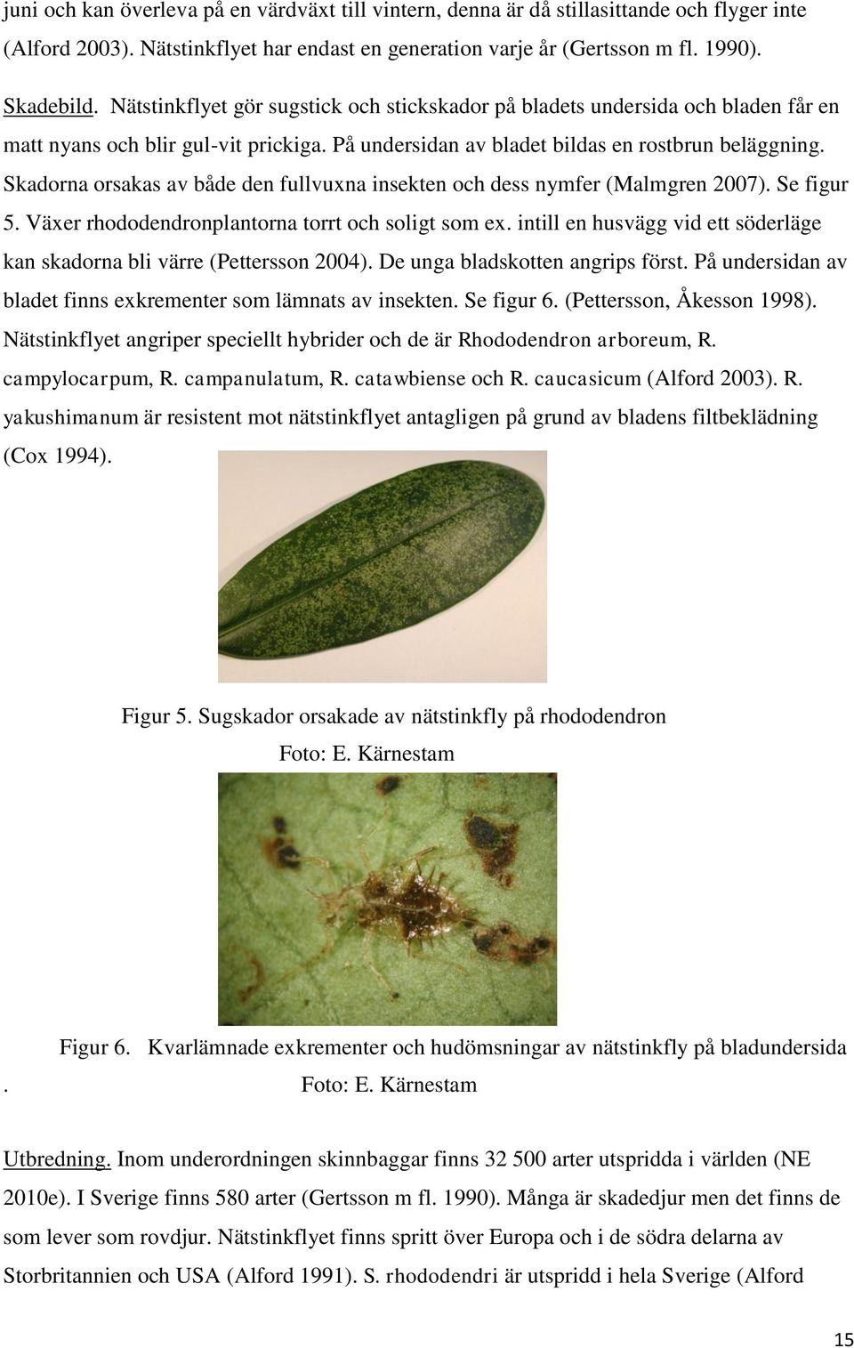 Skadorna orsakas av både den fullvuxna insekten och dess nymfer (Malmgren 2007). Se figur 5. Växer rhododendronplantorna torrt och soligt som ex.