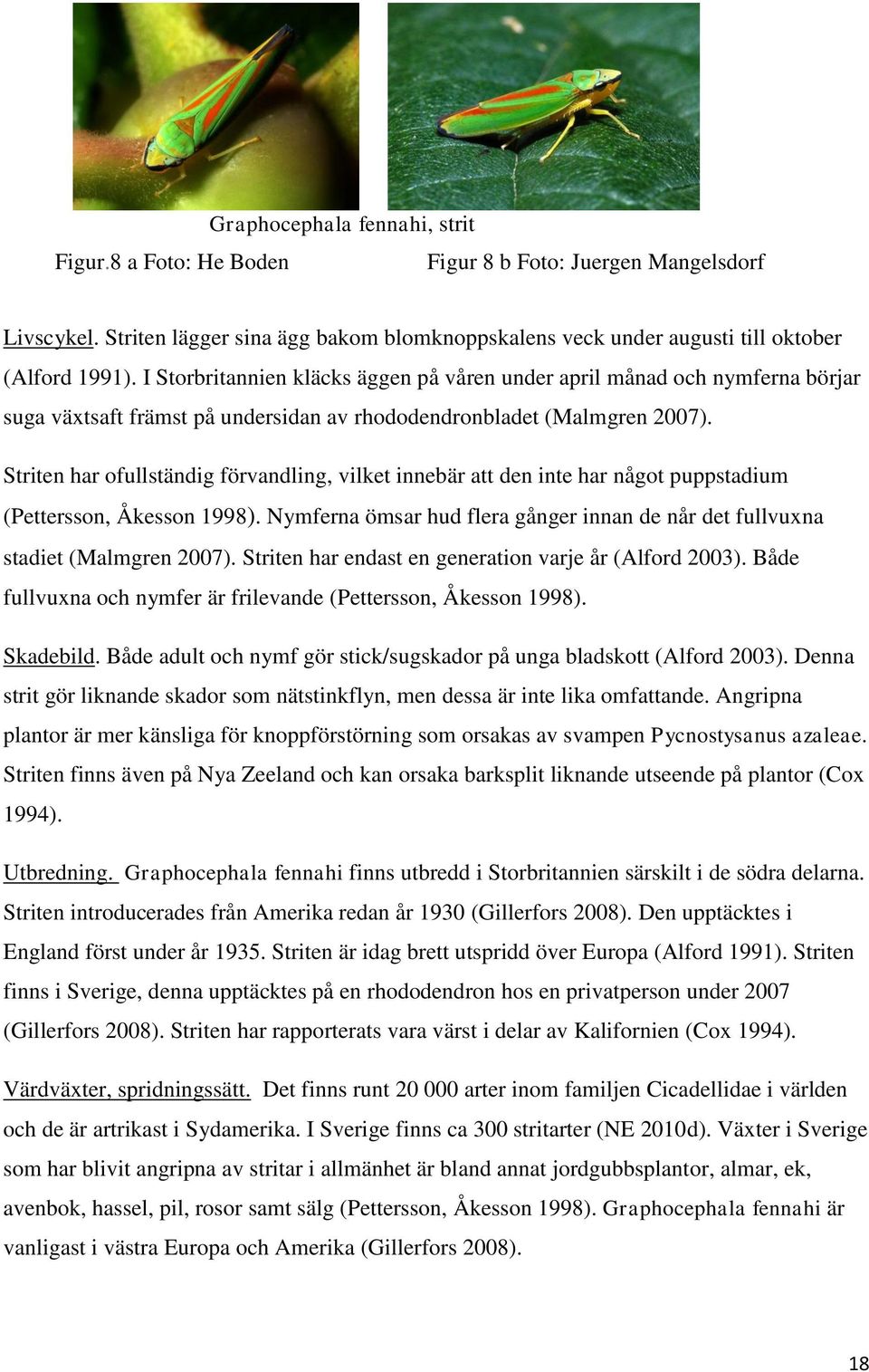 Striten har ofullständig förvandling, vilket innebär att den inte har något puppstadium (Pettersson, Åkesson 1998). Nymferna ömsar hud flera gånger innan de når det fullvuxna stadiet (Malmgren 2007).
