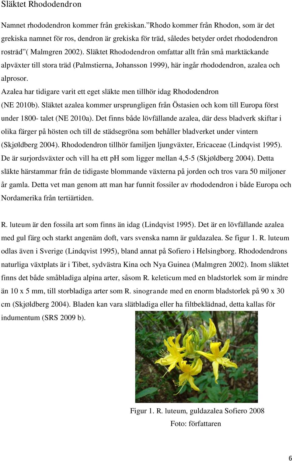 Släktet Rhododendron omfattar allt från små marktäckande alpväxter till stora träd (Palmstierna, Johansson 1999), här ingår rhododendron, azalea och alprosor.