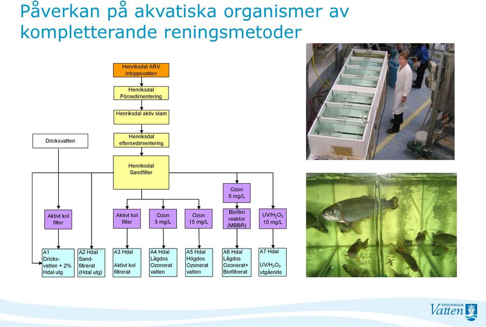 Ozon 15 mg/l Biofilm reaktor (MBBR) UV/H 2 O 2 10 mg/l A1 Dricksvatten + 2% Hdal utg A2 Hdal Sandfiltrerat (Hdal utg) A3 Hdal Aktivt