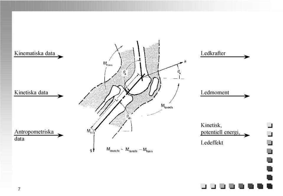 Antropometriska data