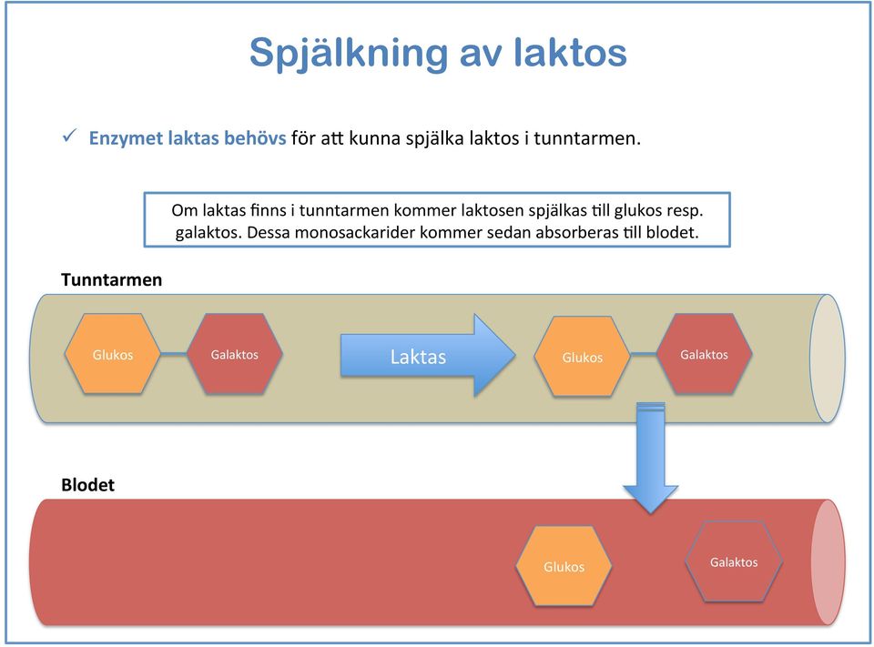 Tunntarmen Om laktas finns i tunntarmen kommer laktosen spjälkas All