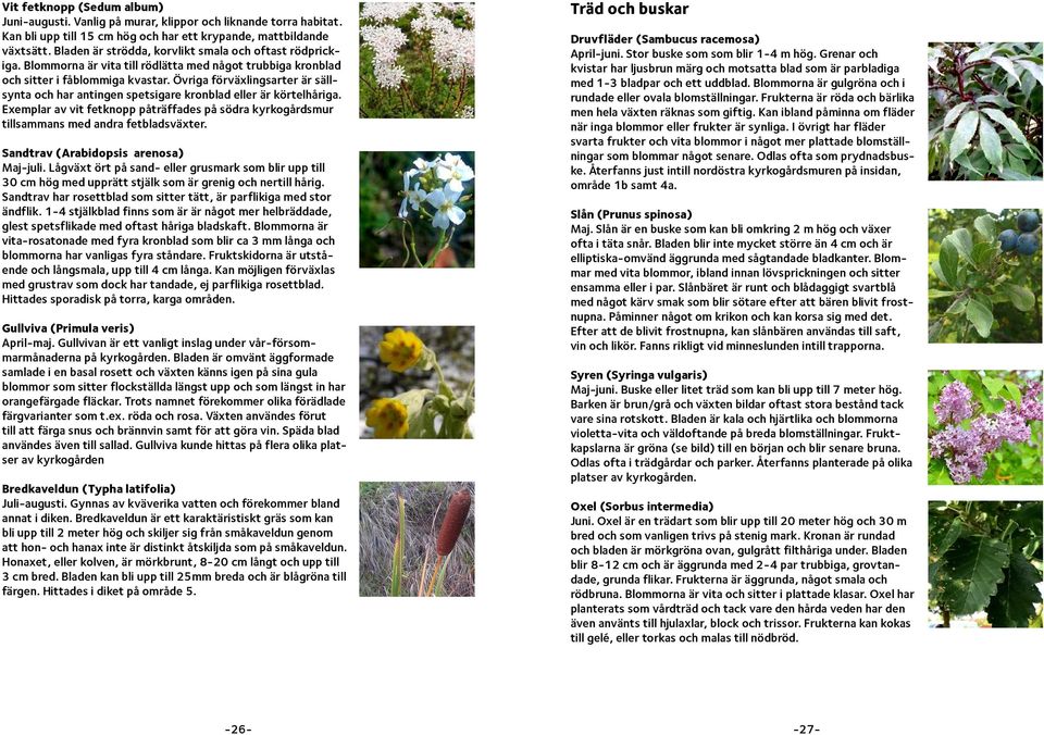 Övriga förväxlingsarter är sällsynta och har antingen spetsigare kronblad eller är körtelhåriga. Exemplar av vit fetknopp påträffades på södra kyrkogårdsmur tillsammans med andra fetbladsväxter.