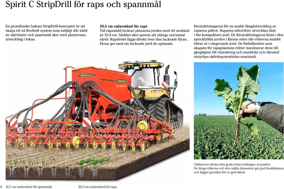 Fåran ger med sin luckrade jord de optimala förutsättningarna för en snabb längdutveckling av rapsens pålrot. Rapsens sidorötter utvecklas bäst i lite kompaktare jord.