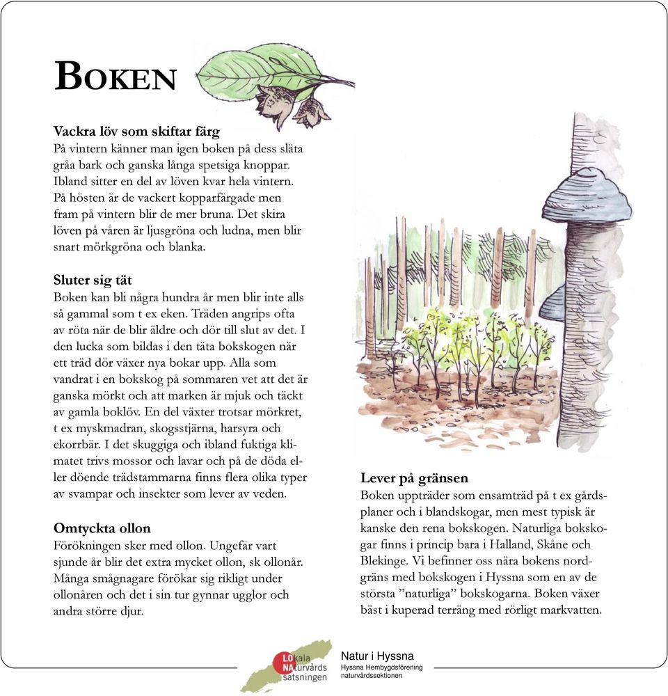 Sluter sig tät Boken kan bli några hundra år men blir inte alls så gammal som t ex eken. Träden angrips ofta av röta när de blir äldre och dör till slut av det.