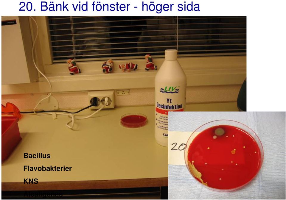 sida Bacillus