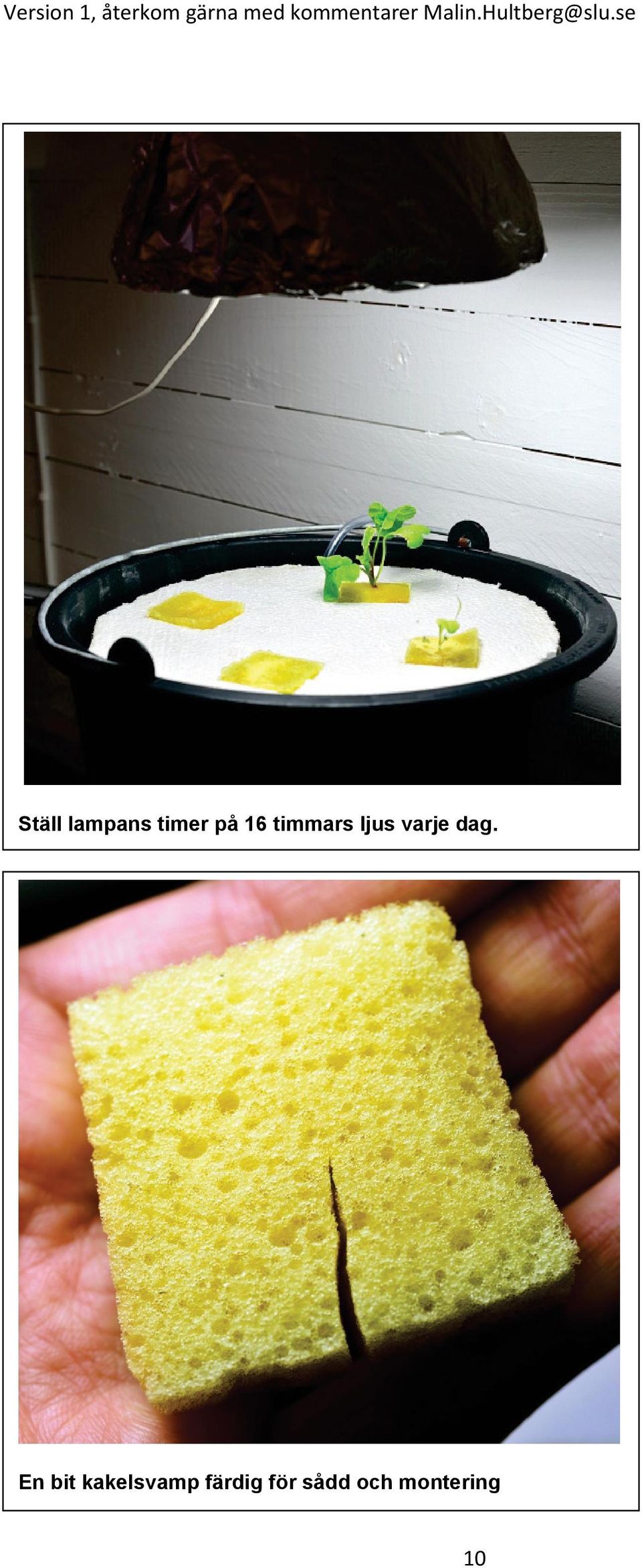 dag. En bit kakelsvamp