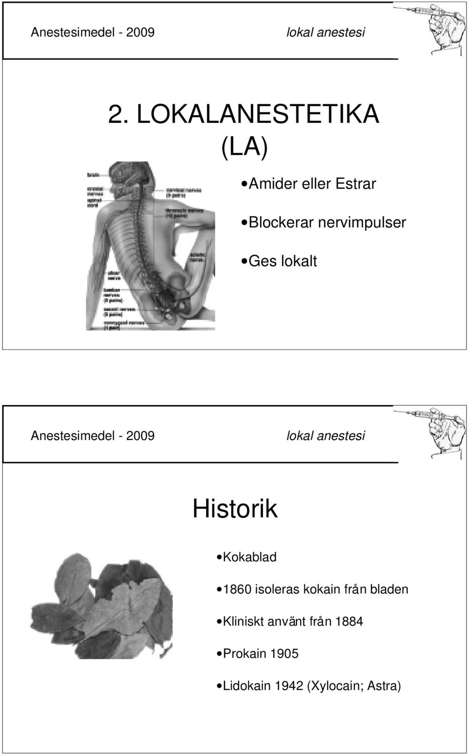 Kokablad 1860 isoleras kokain från bladen