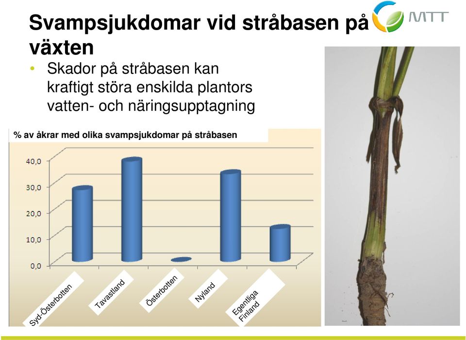 näringsupptagning % av åkrar med olika svampsjukdomar på