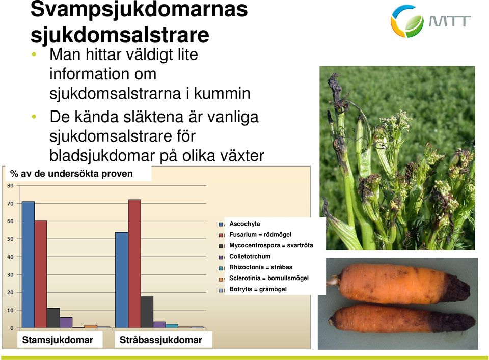 undersökta proven Ascochyta Fusarium = rödmögel Mycocentrospora = svartröta Colletotrchum