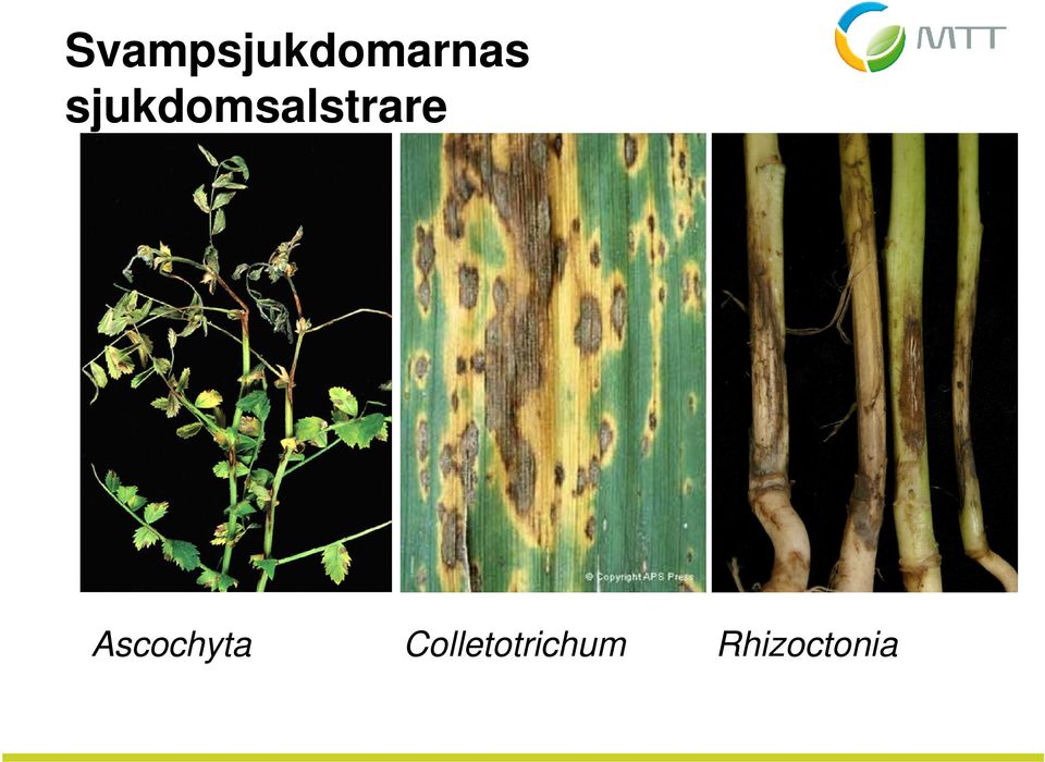 Ascochyta