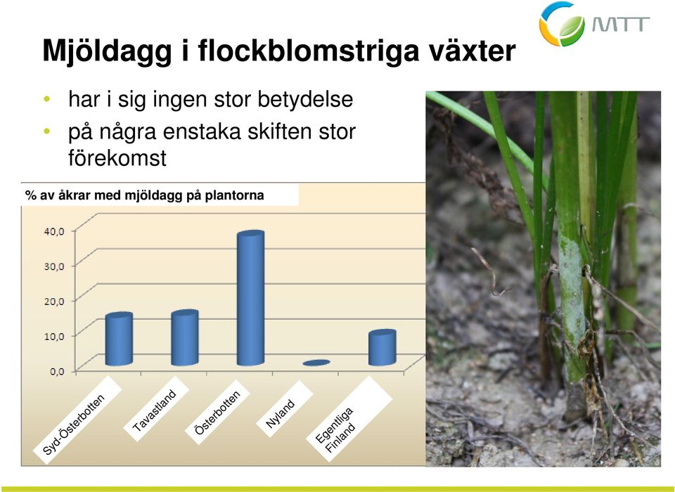 förekomst % av åkrar med mjöldagg på plantorna