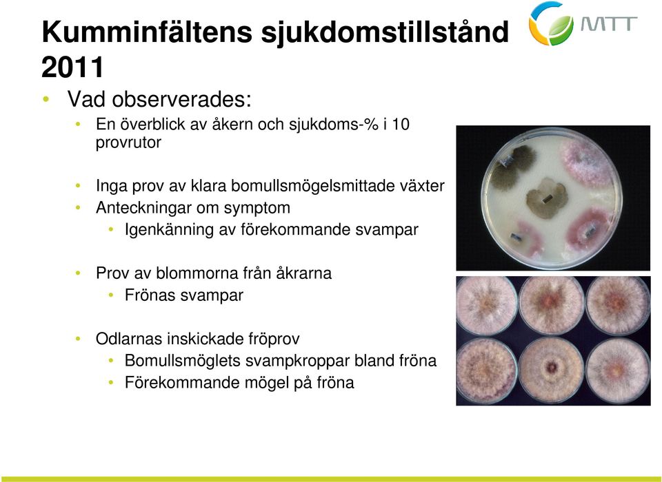 symptom Igenkänning av förekommande svampar Prov av blommorna från åkrarna Frönas