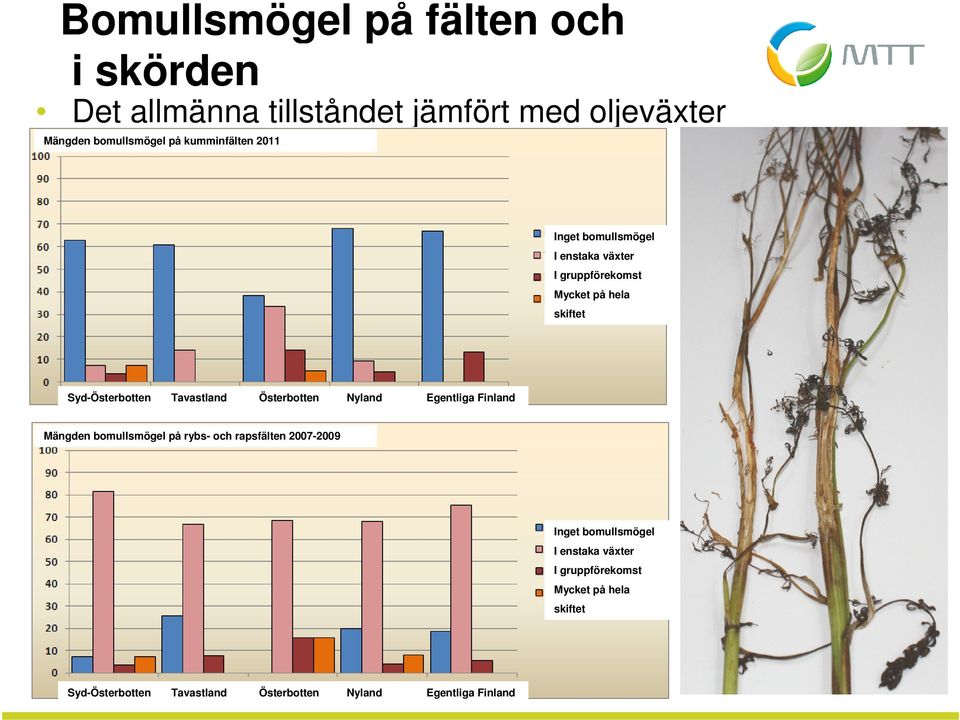Tavastland Österbotten Nyland Egentliga Finland Mängden bomullsmögel på rybs- och rapsfälten 2007-2009 Inget