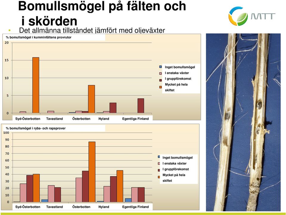 Syd-Österbotten Tavastland Österbotten Nyland Egentliga Finland % bomullsmögel i rybs- och rapsprover Inget