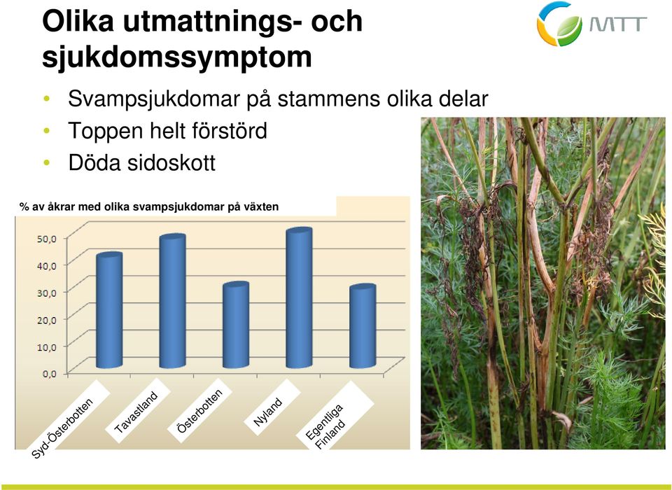 sidoskott % av åkrar med olika svampsjukdomar på växten