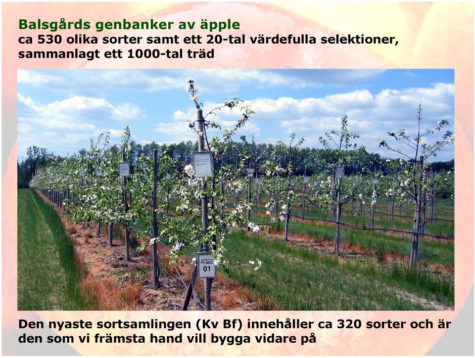 1000-tal träd Den nyaste sortsamlingen (Kv Bf)