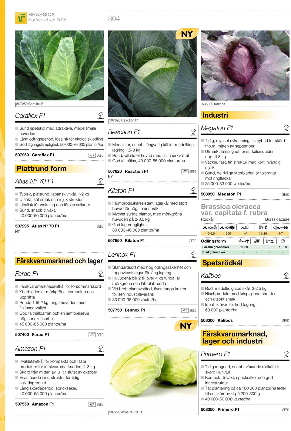 000 plantor/ha 507295 Atlas N 70 F1 Färskvarumarknad och lager Farao F1 Färskvarumarknadsvitkål för försommarskörd Ytterbladen är mörkgröna, kompakta och upprätta Runda 1 till 2 kg tunga huvuden med