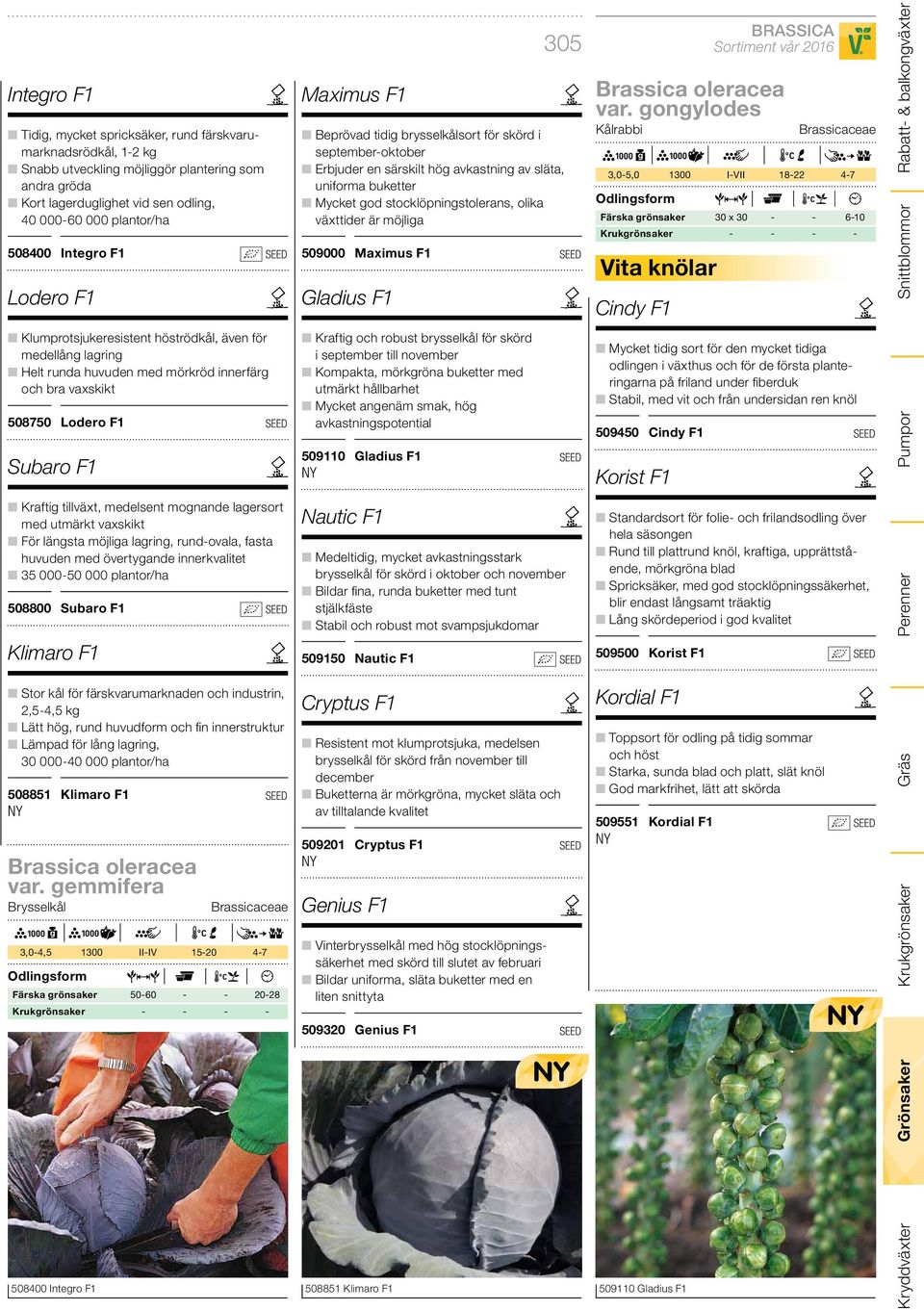 mognande lagersort med utmärkt vaxskikt För längsta möjliga lagring, rund-ovala, fasta huvuden med övertygande innerkvalitet 35 000-50 000 plantor/ha 508800 Subaro F1 Klimaro F1 Stor kål för