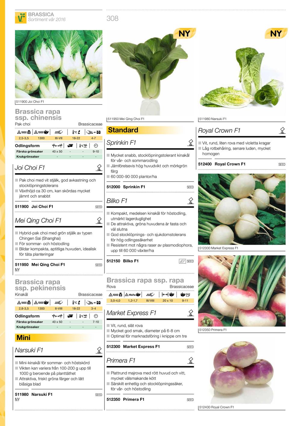 cm, kan skördas mycket jämnt och snabbt 511900 Joi Choi F1 Mei Qing Choi F1 Hybrid-pak choi med grön stjälk av typen Chingen Sai (Shanghai) För sommar- och höstodling Bildar kompakta, aptitliga