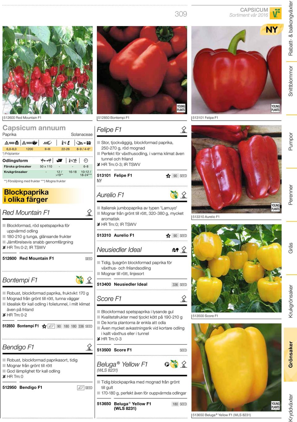 / 18-24*** 512600 Red Mountain F1 Bontempi F1 Robust, blockformad paprika, fruktvikt 170 g Mognad från grönt till rött, tunna väggar Idealisk för kall odling i folietunnel, i milt klimat även på