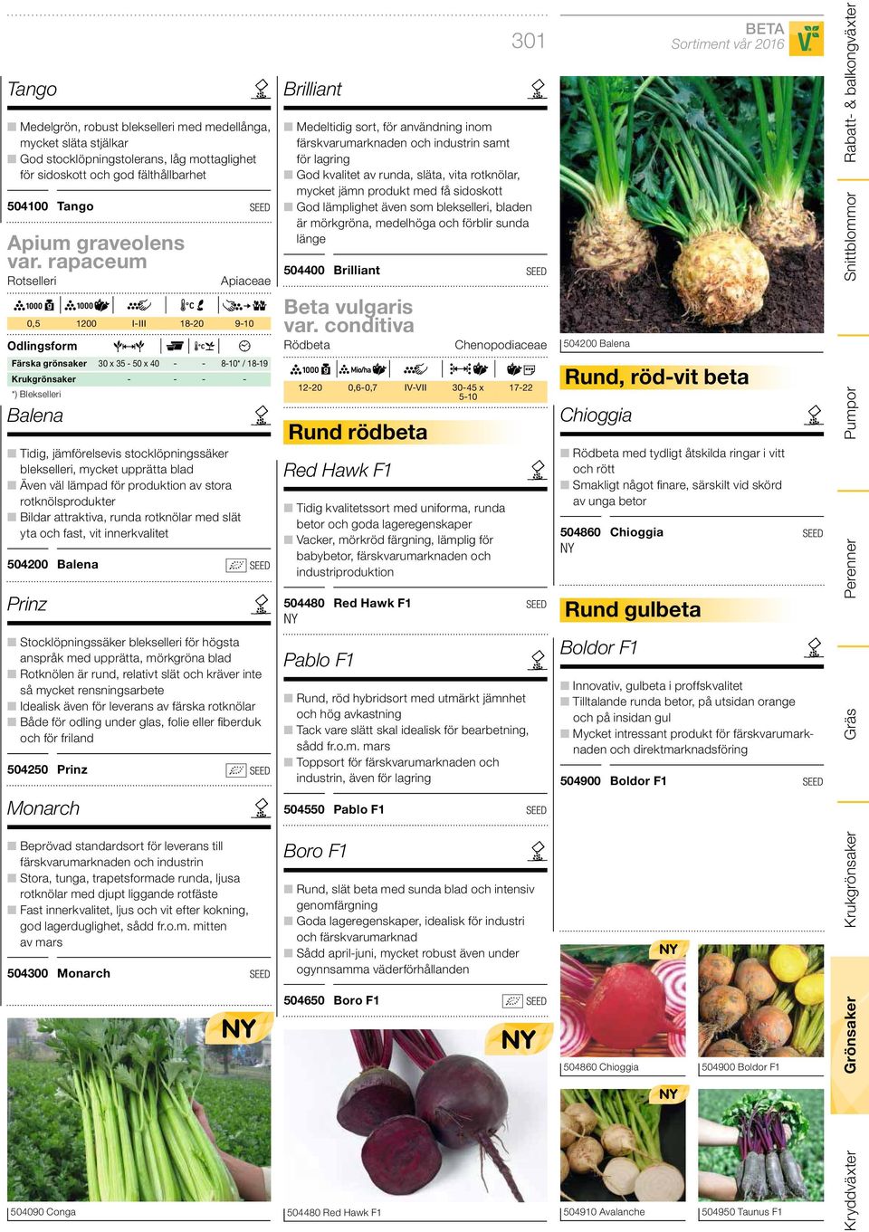 upprätta blad Även väl lämpad för produktion av stora rotknölsprodukter Bildar attraktiva, runda rotknölar med slät yta och fast, vit innerkvalitet 504200 Balena Prinz Stocklöpningssäker blekselleri