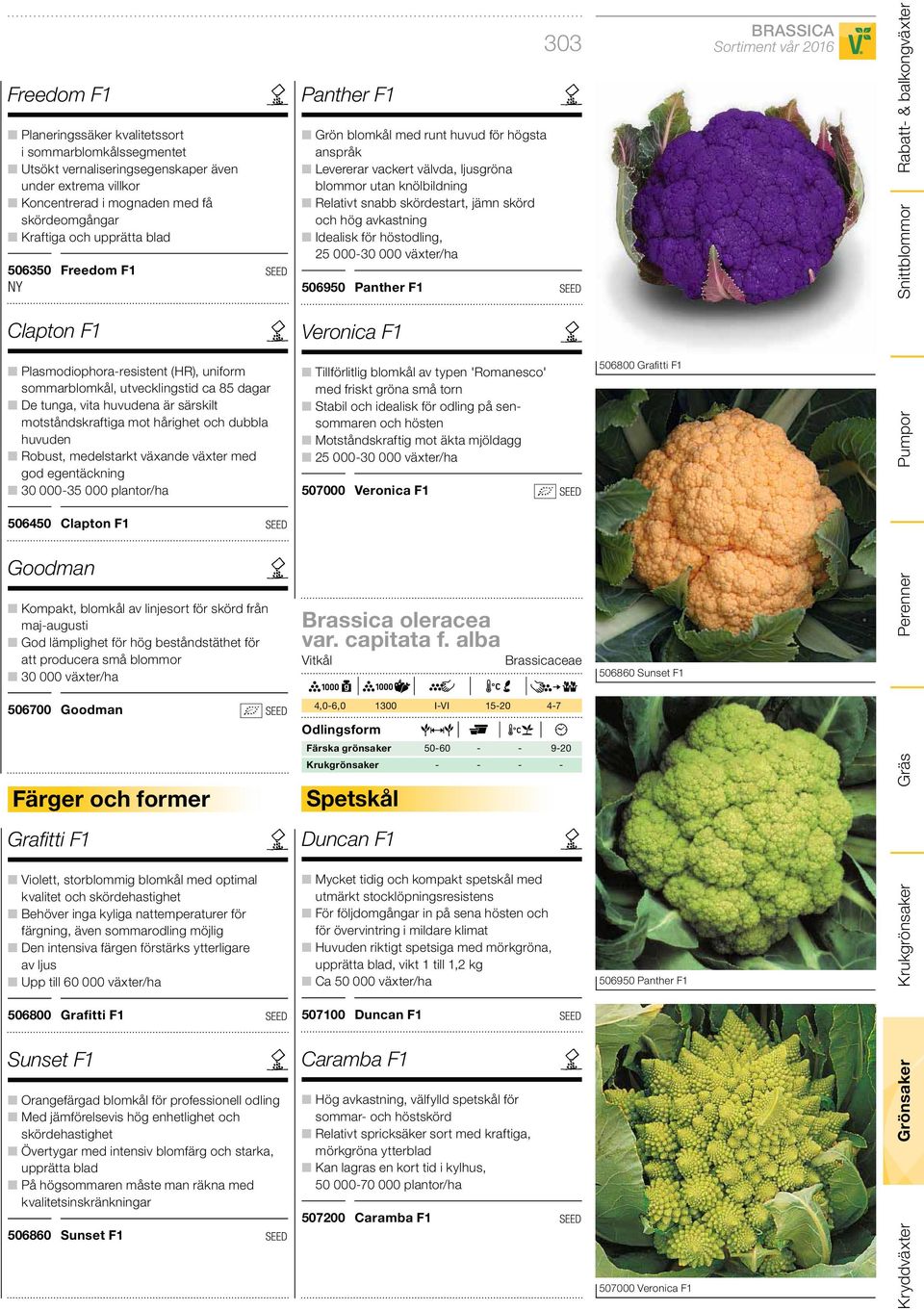 Robust, medelstarkt växande växter med god egentäckning 30 000-35 000 plantor/ha 506450 Clapton F1 Goodman Kompakt, blomkål av linjesort för skörd från maj-augusti God lämplighet för hög